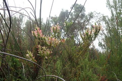 Erica curviflora