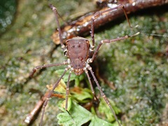 Assamiidae