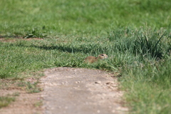 Spermophilus citellus