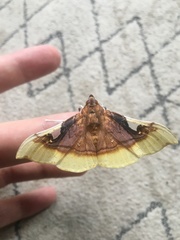 Eupastranaia lilacina