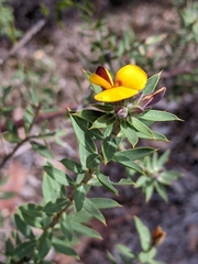 Pultenaea reticulata