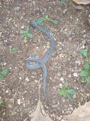 Natrix tessellata