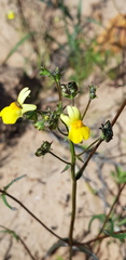 Nemesia ligulata