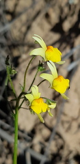 Nemesia ligulata