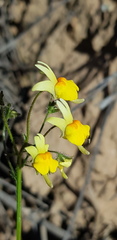 Nemesia ligulata