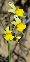 Nemesia ligulata