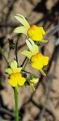 Nemesia ligulata
