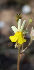 Nemesia ligulata