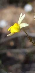 Nemesia ligulata
