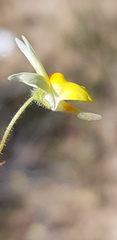 Nemesia ligulata