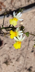 Nemesia ligulata