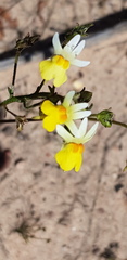 Nemesia ligulata