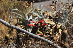 Loxanthocereus acanthurus