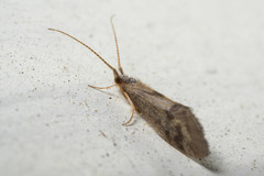 Pycnocentrodes aeris