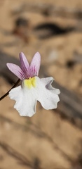 Nemesia psammophila