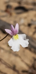 Nemesia psammophila