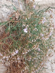 Limonium dictyophorum