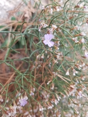 Limonium dictyophorum