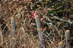 Loxanthocereus acanthurus