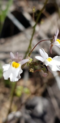 Nemesia psammophila