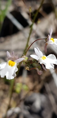 Nemesia psammophila