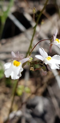 Nemesia psammophila