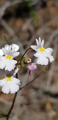 Nemesia psammophila