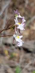 Nemesia psammophila
