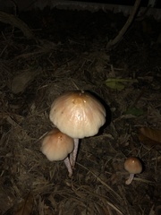 Lepiota cristata