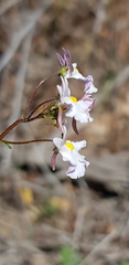 Nemesia psammophila