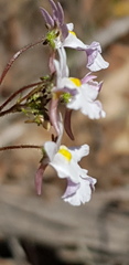 Nemesia psammophila