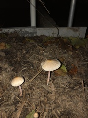 Lepiota cristata