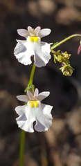 Nemesia psammophila