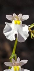 Nemesia psammophila