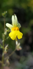 Nemesia ligulata