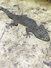 Gekko monarchus
