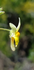 Nemesia ligulata