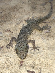 Gekko monarchus