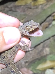 Gekko monarchus