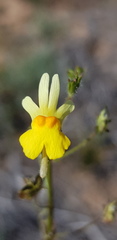 Nemesia ligulata