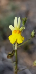 Nemesia ligulata