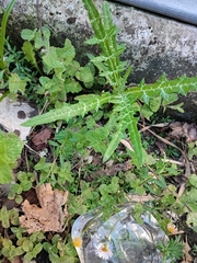 Galactites tomentosus