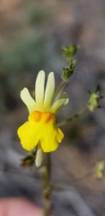 Nemesia ligulata