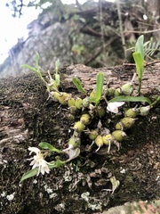 Polystachya ottoniana