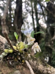 Polystachya ottoniana