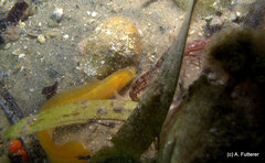Dipulus multiradiatus