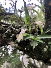 Polystachya ottoniana