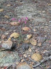 Asclepias schaffneri