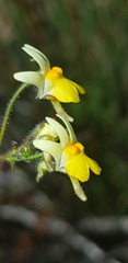 Nemesia ligulata