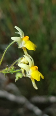 Nemesia ligulata